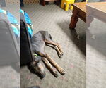 Small #13 Doberman Pinscher
