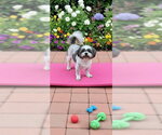 Small #4 Shih Tzu