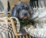 Small #1 Lhasa Apso Mix