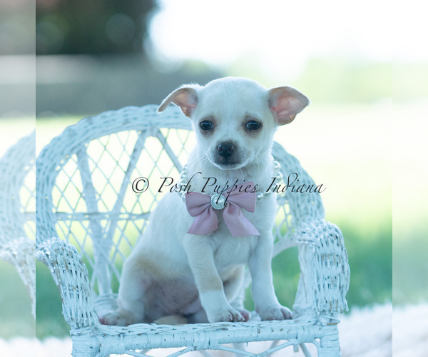 Medium Photo #89 Chihuahua Puppy For Sale in WARSAW, IN, USA