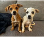 Small #1 Chihuahua Mix