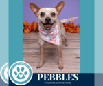 Small #4 Chihuahua Mix