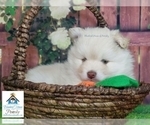 Small Photo #36 Pomeranian-Pomsky Mix Puppy For Sale in RAMSEY, MN, USA