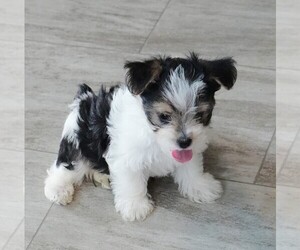 Morkie Puppy for sale in ROCK VALLEY, IA, USA