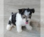 Image preview for Ad Listing. Nickname: Skip
