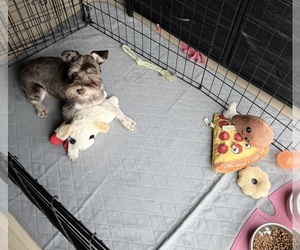 Schnauzer (Miniature) Puppy for sale in BROOKLYN, NY, USA