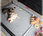 Small Schnauzer (Miniature)