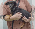 Small #1 Papshund