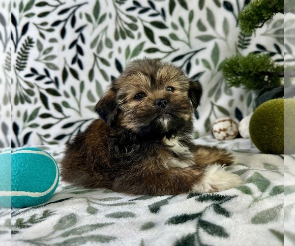 Medium Photo #6 Shorkie Tzu Puppy For Sale in GREENFIELD, IN, USA