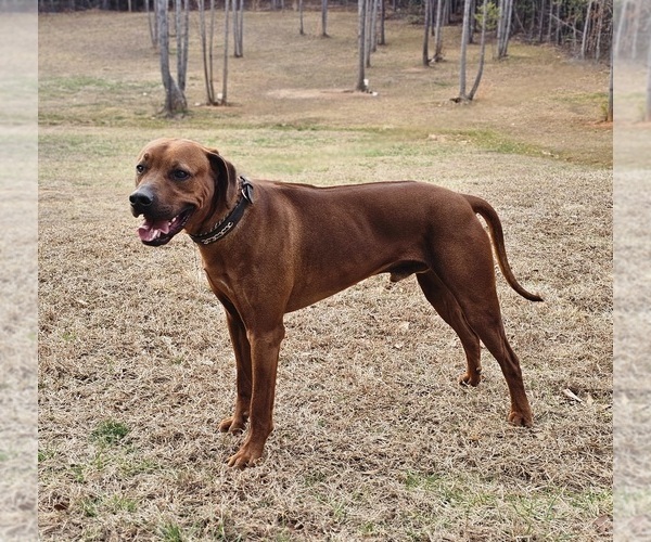 Medium Photo #1 Rhodesian Ridgeback Puppy For Sale in BUMPASS, VA, USA
