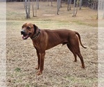 Small Photo #1 Rhodesian Ridgeback Puppy For Sale in BUMPASS, VA, USA