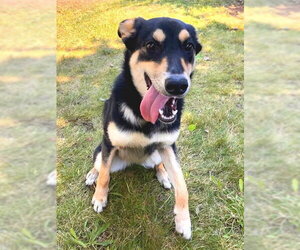 German Shepherd Dog-Unknown Mix Dogs for adoption in Sacramento, CA, USA