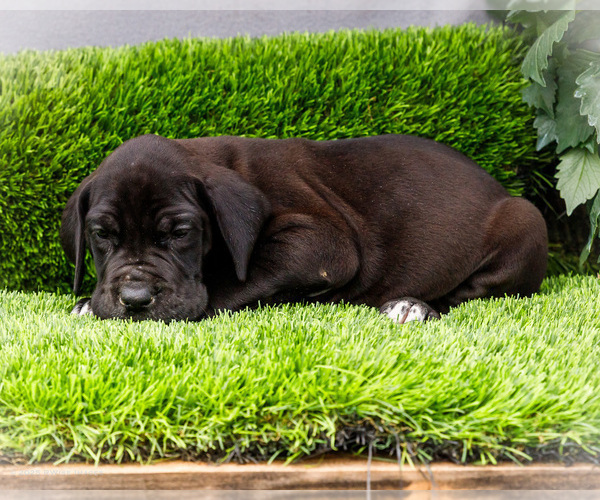 Medium Photo #21 Great Dane Puppy For Sale in WAKARUSA, IN, USA