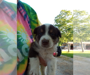 Miniature Australian Shepherd-Mutt Mix Puppy for sale in WEST PLAINS, MO, USA