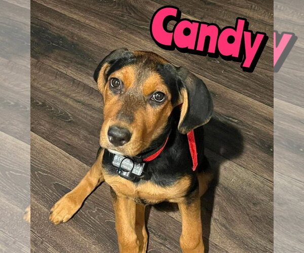 Medium Photo #4 Rottweiler-Unknown Mix Puppy For Sale in Woodbury, NY, USA
