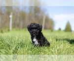 Small Photo #10 YorkiePoo Puppy For Sale in WARSAW, IN, USA