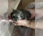 Small Photo #10 Pomeranian Puppy For Sale in RUTLEDGE, PA, USA