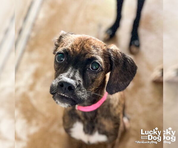 Medium Photo #3 Boxer-Plott Hound Mix Puppy For Sale in Washington, DC, USA