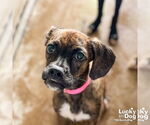 Small #2 Boxer-Plott Hound Mix