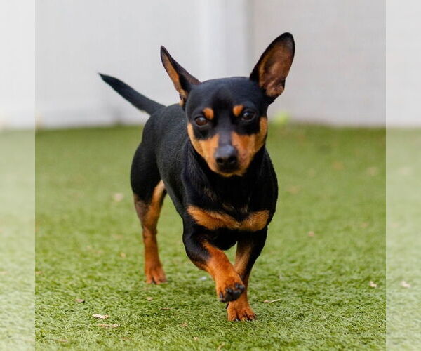 Medium Photo #3 Chihuahua Puppy For Sale in Canton, CT, USA