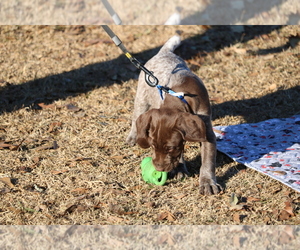 German Shorthaired Pointer Puppy for sale in DELCO, NC, USA