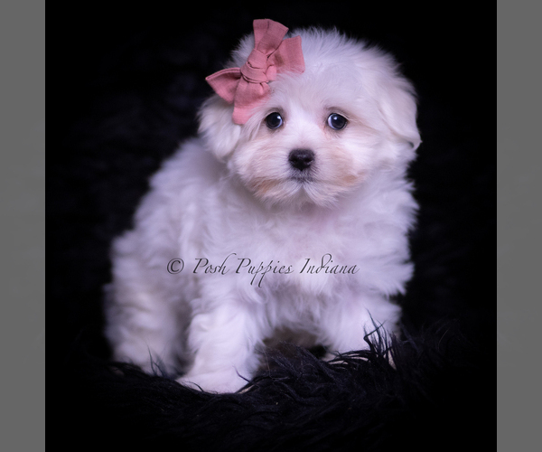 Medium Photo #3 Maltese Puppy For Sale in WARSAW, IN, USA