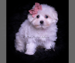 Small #2 Maltese