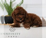Small #3 Goldendoodle (Miniature)