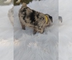 Small Photo #4 Aussiedoodle Miniature -Unknown Mix Puppy For Sale in VAUGHN, MT, USA