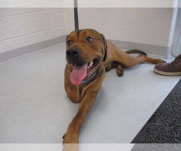 Medium Photo #1 Black Mouth Cur-Unknown Mix Puppy For Sale in Ocala, FL, USA
