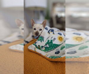 Chihuahua Dogs for adoption in Phoenix, AZ, USA