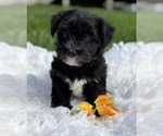 Small Photo #1 Morkie Puppy For Sale in ROCK STREAM, NY, USA