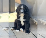 Small Photo #10 Bernedoodle Puppy For Sale in CANTON, MI, USA