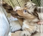 Small Australian Shepherd