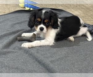 Cavalier King Charles Spaniel Puppy for Sale in MAPLE GROVE, Minnesota USA