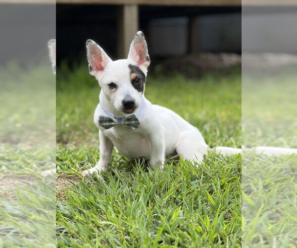 Medium Photo #4 Mutt Puppy For Sale in Oak Bluffs, MA, USA