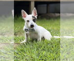 Small #3 Mutt