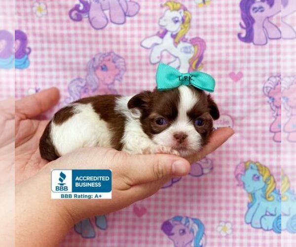 Medium Photo #1 Shih Tzu Puppy For Sale in WINNSBORO, LA, USA