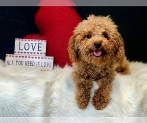 Father of the ShihPoo puppies born on 05/30/2024