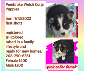 Pembroke Welsh Corgi Puppy for sale in ADRIAN, OR, USA