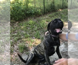 Mastiff Dog for Adoption in BRANTLEY, Alabama USA