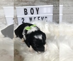 Small Photo #33 Sheepadoodle Puppy For Sale in NIXA, MO, USA