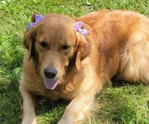 Mother of the Golden Retriever puppies born on 09/02/2025