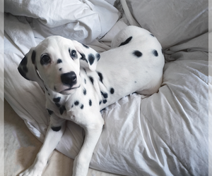 Medium Dalmatian