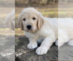 Goldendoodle Puppy for sale in MORGANTOWN, IN, USA
