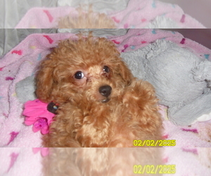 Poodle (Toy) Puppy for sale in DULUTH, GA, USA