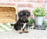 Small #10 Schnauzer (Miniature)
