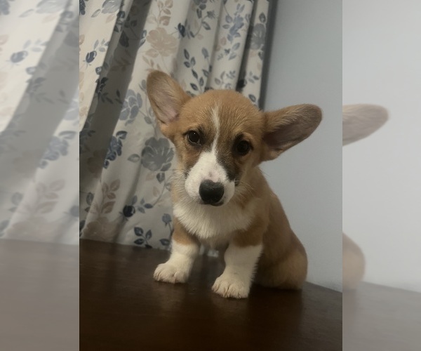Medium Photo #29 Pembroke Welsh Corgi Puppy For Sale in DURHAM, CT, USA