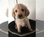 Small Photo #1 Golden Retriever Puppy For Sale in FRANKLIN, NC, USA