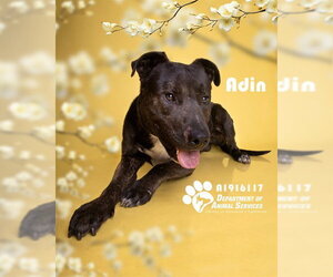 Rottweiler-Unknown Mix Dogs for adoption in Riverside, CA, USA